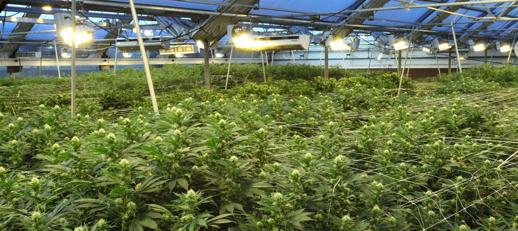 cannabis grow operation